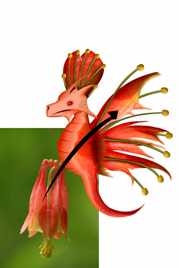 Creation of Flower dragon: Step 11